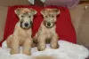 Photo №2 to announcement № 86262 for the sale of soft-coated wheaten terrier - buy in Estonia from nursery