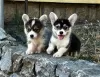 Additional photos: Welsh Corgi Pembroke puppies