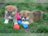 Photo №1. shiba inu - for sale in the city of Porvoo | Is free | Announcement № 129374