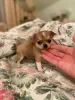 Additional photos: Chihuahua puppy