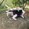 Additional photos: beagle puppies looking