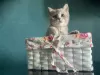 Photo №2 to announcement № 21801 for the sale of british shorthair - buy in Russian Federation from nursery