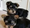 Photo №2 to announcement № 80049 for the sale of yorkshire terrier - buy in Australia private announcement