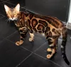 Photo №2. Mating service bengal cat. Price - 250$