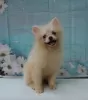 Photo №4. I will sell pomeranian in the city of Минеральные Воды. from nursery, breeder - price - 540$