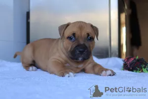 Additional photos: American Bully Puppies