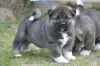 Photo №2 to announcement № 10588 for the sale of american akita - buy in Russian Federation breeder