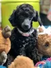 Additional photos: toy poodle puppies