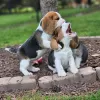 Additional photos: beagle puppies