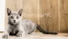 Photo №2 to announcement № 14696 for the sale of russian blue - buy in Poland breeder