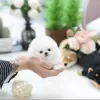 Photo №1. pomeranian - for sale in the city of Дюделанж | 471$ | Announcement № 130554