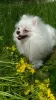 Photo №1. pomeranian - for sale in the city of Единцы | negotiated | Announcement № 19745