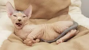 Photo №2 to announcement № 4201 for the sale of sphynx-katze - buy in Ukraine from nursery