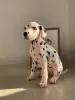 Photo №1. dalmatian dog - for sale in the city of Rome | 400$ | Announcement № 26434