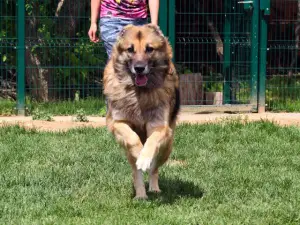 Photo №3. Nika's dog is a pretty fat little laughter Don, Moscow. Russian Federation