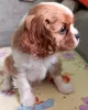 Photo №2 to announcement № 69410 for the sale of cavalier king charles spaniel - buy in Russian Federation breeder