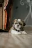 Additional photos: Selling a puppy shih tzu in Kharkov.