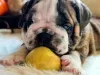 Additional photos: English bulldog babies