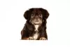 Photo №2 to announcement № 105368 for the sale of tibetan spaniel - buy in Germany breeder