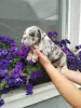 Additional photos: English bulldog, puppy