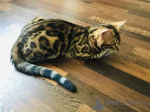 Additional photos: Bengal cat