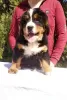 Photo №4. I will sell bernese mountain dog in the city of Валево.  - price - 634$