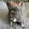 Photo №1. french bulldog - for sale in the city of Ołomuniec | 528$ | Announcement № 123693