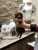 Additional photos: Red toy poodle puppies