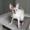 Additional photos: Cornish Rex girl, 5.5 months