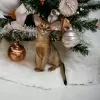 Photo №1. abyssinian cat - for sale in the city of Minsk | 566$ | Announcement № 86091