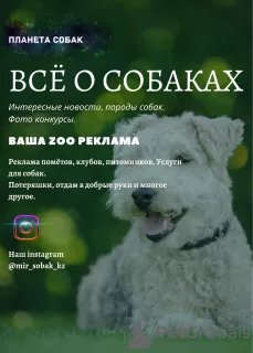 Photo №2 to announcement № 7397 for the sale of non-pedigree dogs - buy in Russian Federation private announcement