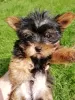 Additional photos: Yorkie baby face puppy