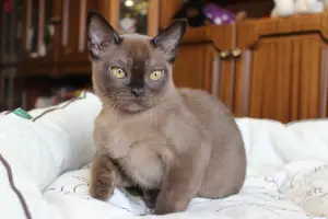 Photo №3. Burmese boy of sable color from the nursery of the European Burmese BurShaly. Russian Federation