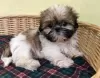 Photo №2 to announcement № 30195 for the sale of shih tzu - buy in Germany 