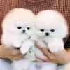 Photo №2 to announcement № 54805 for the sale of pomeranian - buy in Finland private announcement, breeder