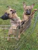 Photo №2 to announcement № 124707 for the sale of belgian shepherd - buy in United Kingdom private announcement, from nursery, from the shelter, breeder