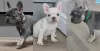 Photo №1. french bulldog - for sale in the city of Vancouver | 800$ | Announcement № 122526