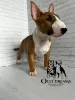 Photo №1. bull terrier - for sale in the city of Paris | 2430$ | Announcement № 44737