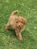 Additional photos: Toy poodle