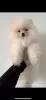 Photo №2 to announcement № 78908 for the sale of pomeranian - buy in Germany private announcement