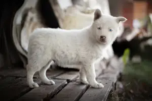 Additional photos: A puppy of the Yakut husky is waiting for the most caring fathers and mothers.