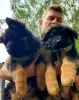 Photo №2 to announcement № 116135 for the sale of german shepherd - buy in Poland breeder