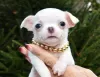 Additional photos: Chihuahua boy white and cream