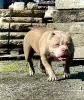 Additional photos: AMERICAN BULLY PUPPIES