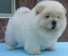 Photo №1. chow chow - for sale in the city of Ulvila | Is free | Announcement № 128366