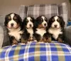 Photo №4. I will sell bernese mountain dog in the city of Pittsburgh. breeder - price - 400$