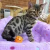 Photo №1. bengal cat - for sale in the city of Tbilisi | 264$ | Announcement № 98357