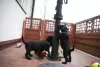 Additional photos: Medium Schnauzer black FCI pedigree puppies