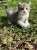 Photo №2 to announcement № 106252 for the sale of british shorthair - buy in United Kingdom from the shelter, breeder