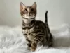 Photo №4. I will sell bengal cat in the city of Антверпен. private announcement, from nursery, breeder - price - negotiated